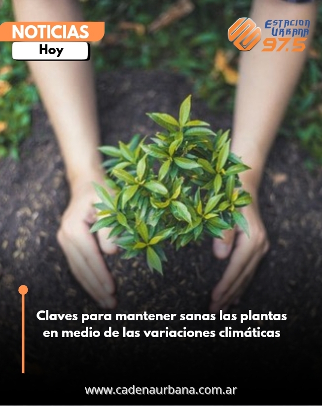 Claves para mantener sanas las plantas en medio de las variaciones climáticas