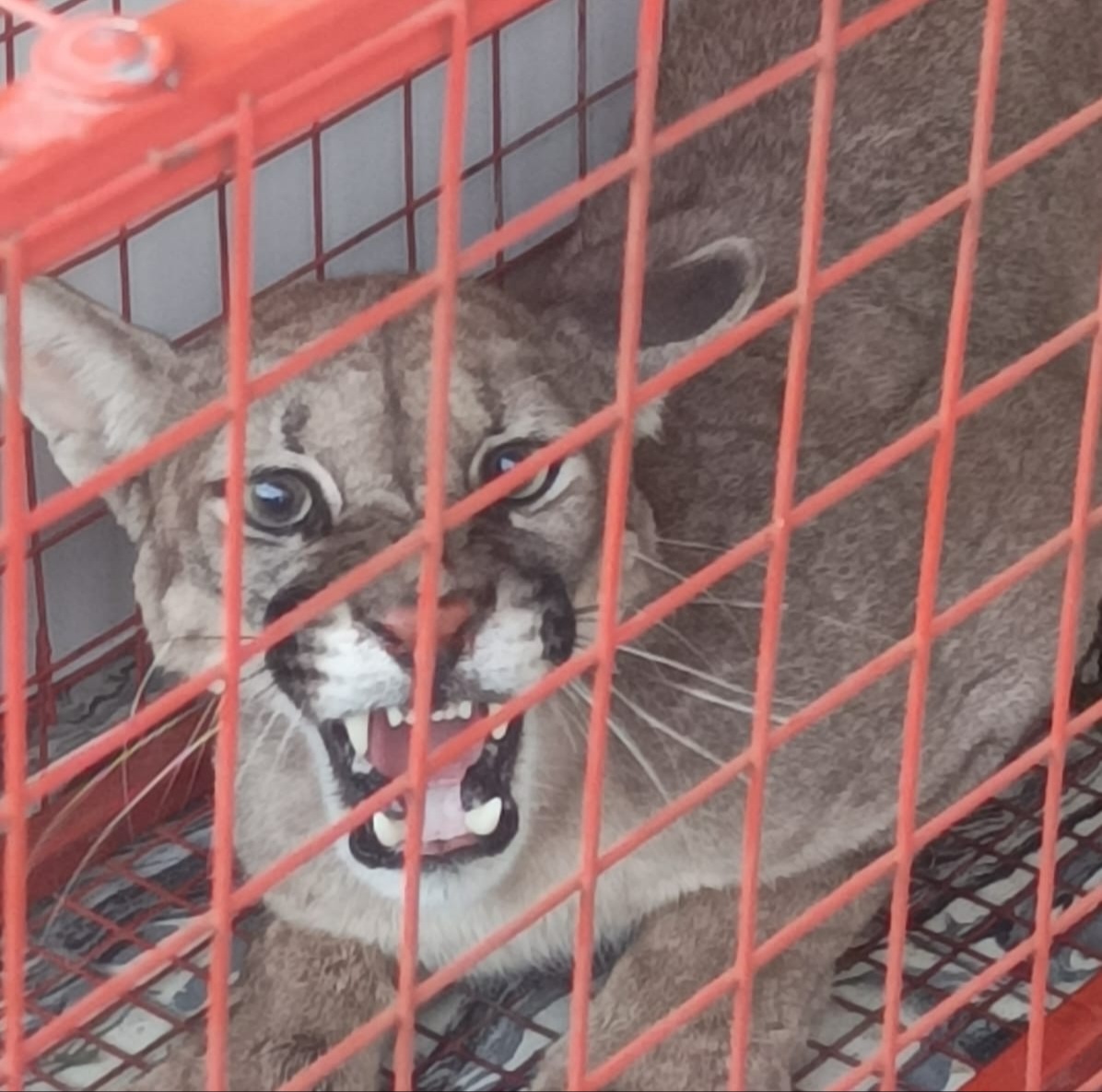 DIEGO PAULUS: APARENTEMENTE EL PUMA ESTABA EN CAUTIVERIO 