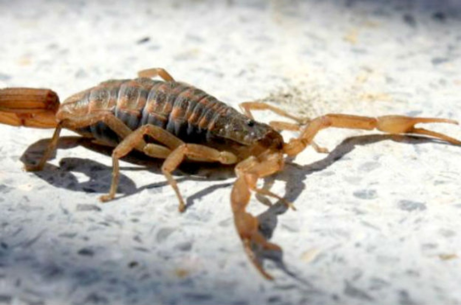 ACCIDENTES CON ANIMALES PONZO&Ntilde;OSOS: C&Oacute;MO EVITARLOS Y QU&Eacute; HACER SI OCURRE