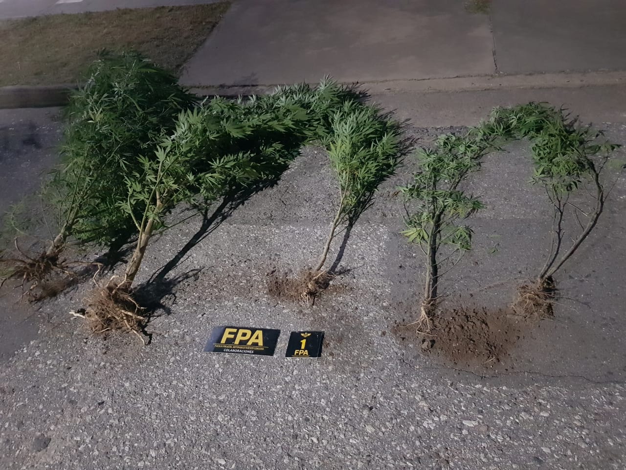 PARTE POLICIAL: JOVEN ENTREG&Oacute; PLANTAS DE CANABIS SATIVA QUE ERA DE UN FAMILIAR 