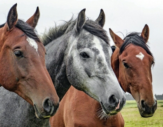 LAURA L&Oacute;PEZ BRIND&Oacute; RECOMENDACIONES ANTE LA APARICI&Oacute;N DE CASOS DE ENCEFALITIS EQUINA