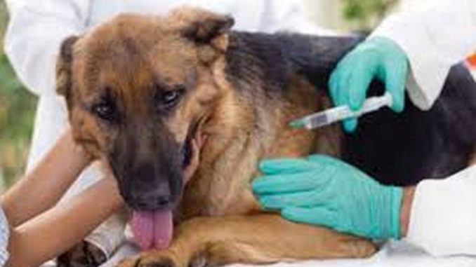 Lucio Priotti (Veterinario de la Municipalidad): "Probablemente en abril estar&iacute;amos cerrando la planificaci&oacute;n de la Campa&ntilde;a para la vacunaci&oacute;n antirrabica