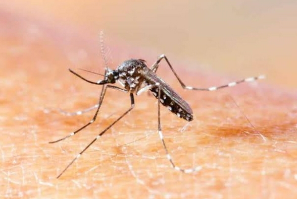 DENGUE, ZIKA Y CHIKUNGUNYA: LA MEDICA MARTA SANTI HABL&Oacute; DE LA IMPORTANCIA DE LA PREVENCI&Oacute;N