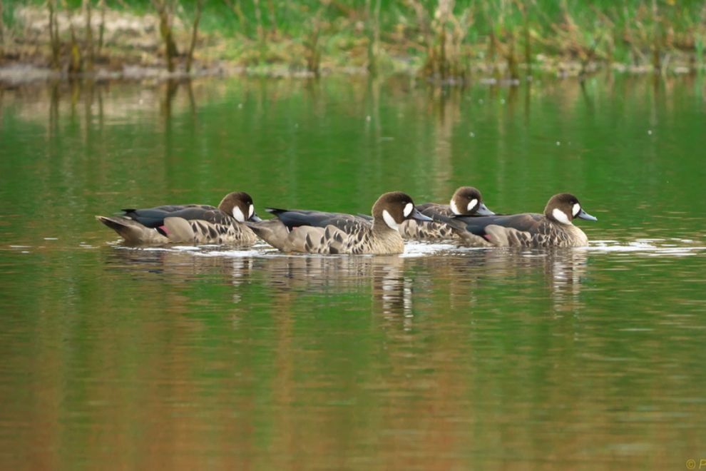 Se confirm&oacute; el primer caso de gripe aviar en C&oacute;rdoba