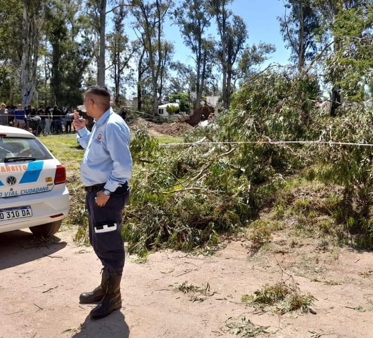 COMENZARON A EXTRAER EUCALIPTUS EN BARRIO MAR&Iacute;N MAROTO Y FUERON CLAUSURADAS LAS TAREAS
