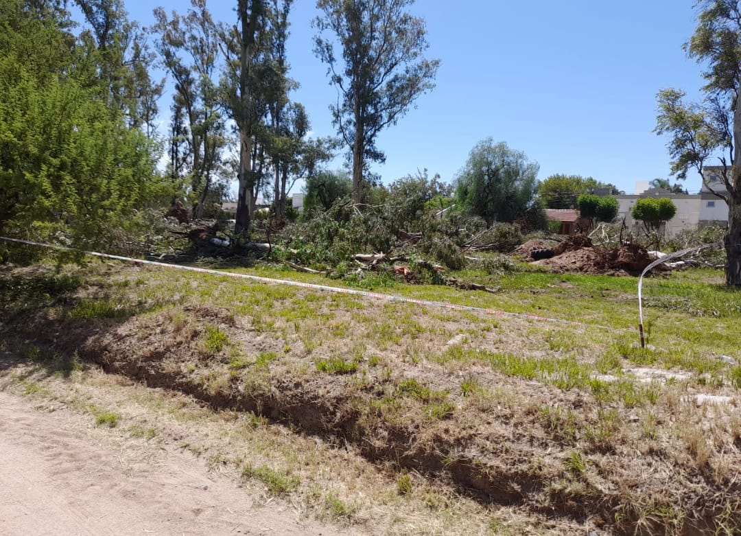 BONZANO SOSTUVO NO ESTAR SEGURO DE QUE EXISTA UN PLAN DE REMEDIACI&Oacute;N POR LA EXTRACCI&Oacute;N DE EUCALIPTUS