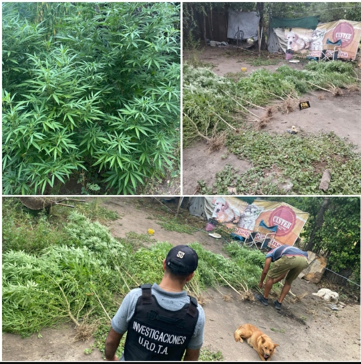 PARTE POLICIAL: EN ALLANAMIENTO EN BARRIO MONTE GRANDE ENCONTRARON 36 PLANTAS DE CANNABIS NATIVA, HAY DOS DETENIDOS 