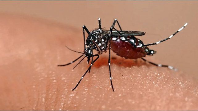 MUNICIPIO Y HOSPITAL ACTIVARON PROTOCOLOS POR UN NUEVO CASO DE DENGUE