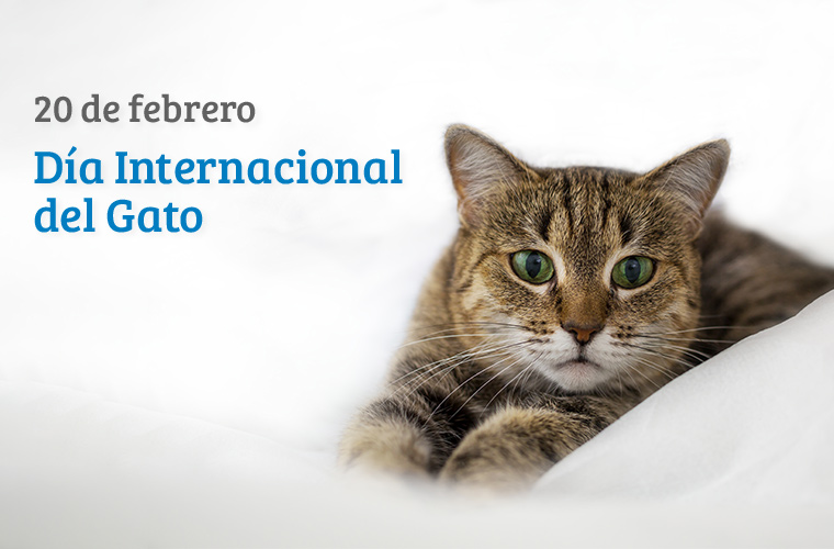 EN EL D&Iacute;A INTERNACIONAL DEL GATO HABLAMOS CON EL VETERINARIO JUAN GODOY