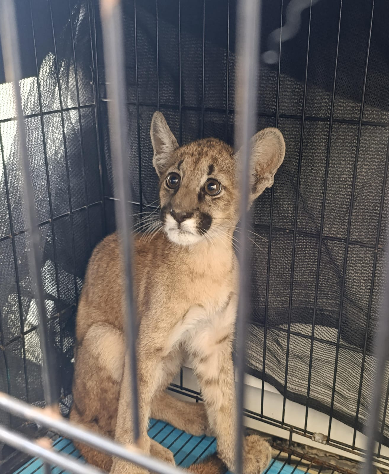 Zoonosis rescata a un cachorro Puma en Barrio Monte Grande