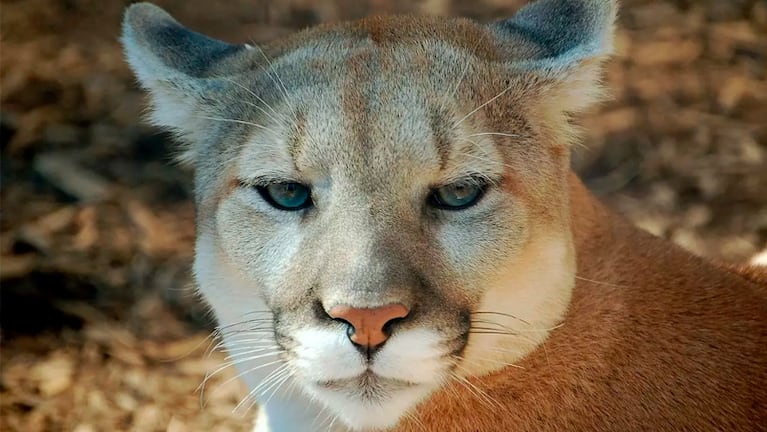 Se reportó la presencia de otro puma en la ciudad: Recomendaciones del municipio para la seguridad 