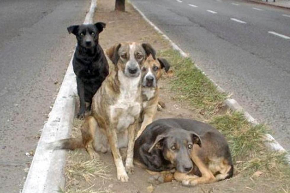 TEMA DE NUNCA ACABAR: LOS PERROS CALLEJEROS 