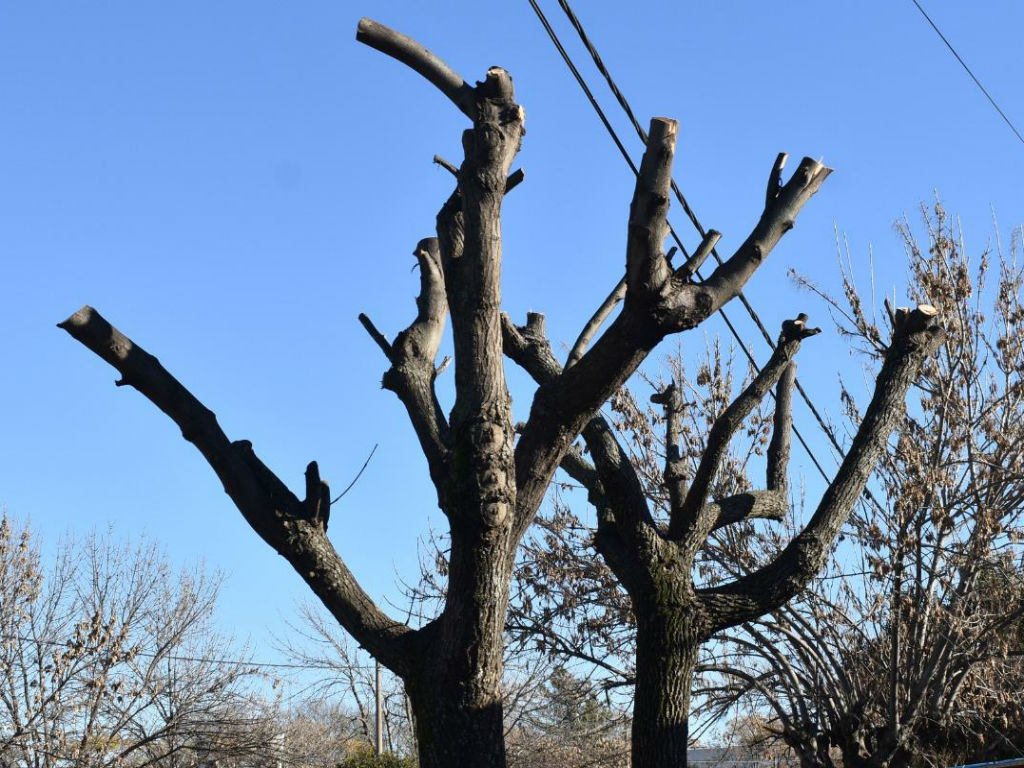 LA COMISI&Oacute;N DE PROTECCI&Oacute;N DE ARBOLADO DA RECOMENDACIONES SOBRE LA PODA