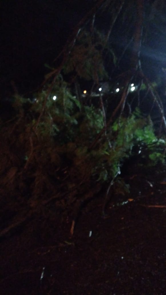 POR CA&Iacute;DA DE RAMAS Y VOLADURAS HAY VARIOS BARRIOS SIN LUZ