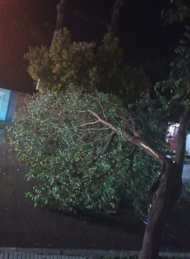 MIGUEL CANUTO: HEMOS TENIDO MUCHA DEMANDA DE &Aacute;RBOLES, RAMAS CA&Iacute;DAS, CARTELES