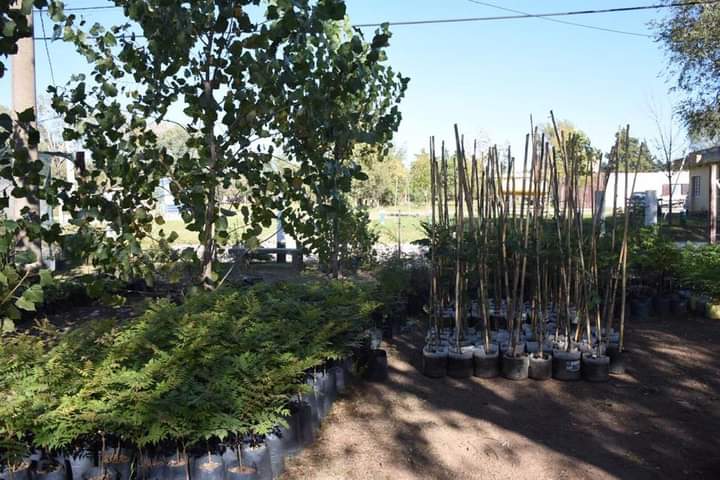 PERSONAL DEL VIVERO MUNICIPAL DESARROLLA PLAN DE ORNAMENTACI&Oacute;N Y FORESTACI&Oacute;N DE ESPACIOS VERDES