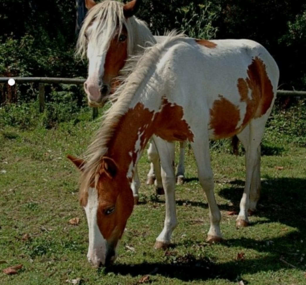 CABALLOS EN LA CIUDAD: BUSCAN UN MARCO LEGAL PARA PROHIBIR SU TENENCIA