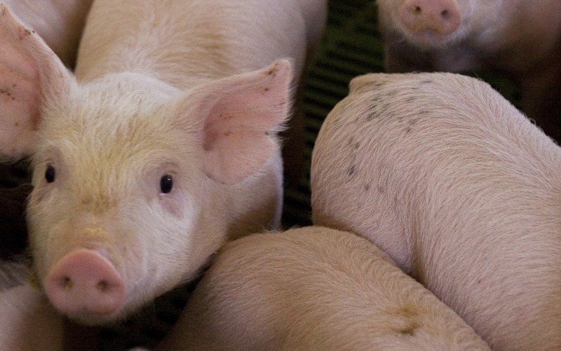 Mart&iacute;n Caggia: hubo al menos 13 personas con s&iacute;ntomas de Triquinosis y tres casos confirmados