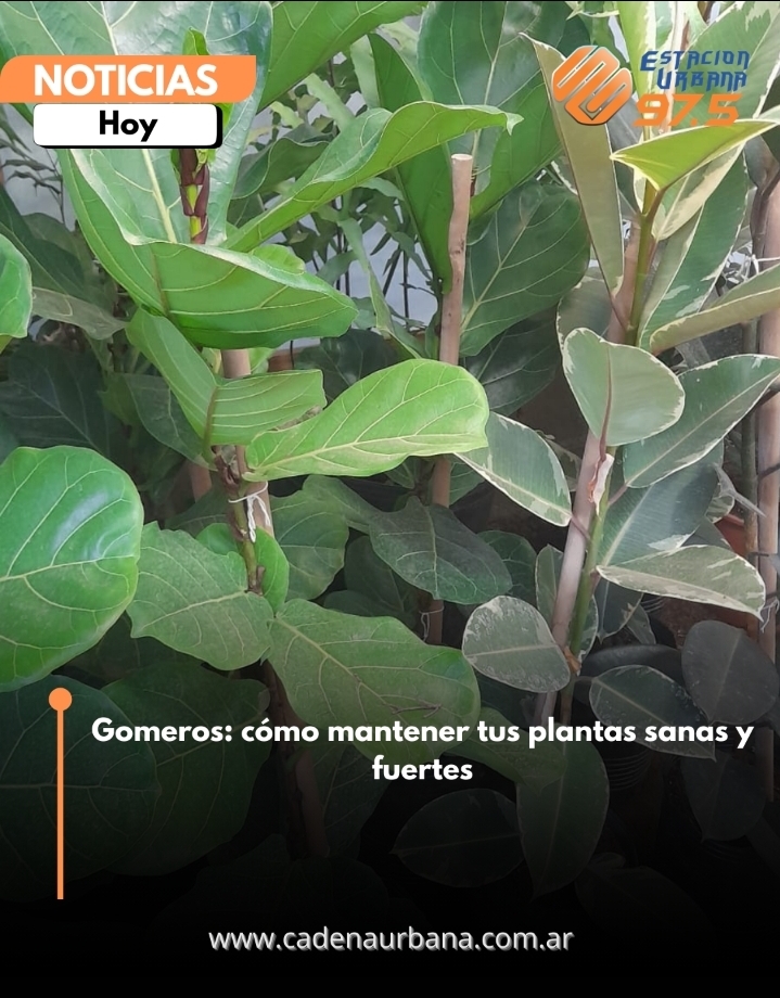 Gomeros y filodendros: c&oacute;mo mantener tus plantas sanas y fuertes