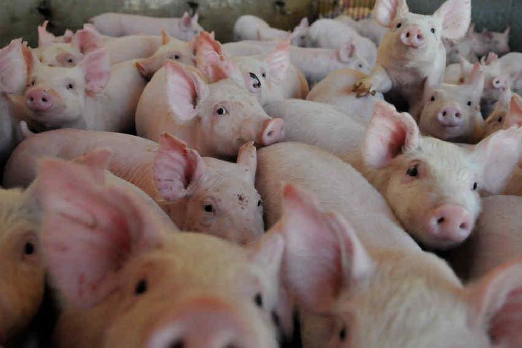 ANTE LA APARICI&Oacute;N DE CASOS DE TRIQUINOSIS DIALOGAMOS CON EL DIRECTOR DE BROMATOLOG&Iacute;A