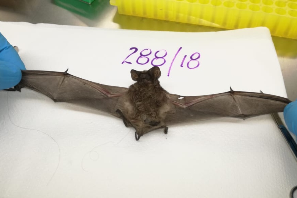 NOTICIAS + IVA: SE DETECT&Oacute; EN C&Oacute;RDOBA UN CASO DE RABIA EN UN MURCI&Eacute;LAGO 