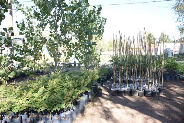 EL VIVERO MUNICIPAL CON UNA IMPORTANTE PRODUCCI&Oacute;N Y GRAN CANTIDAD DE ACTIVIDADES