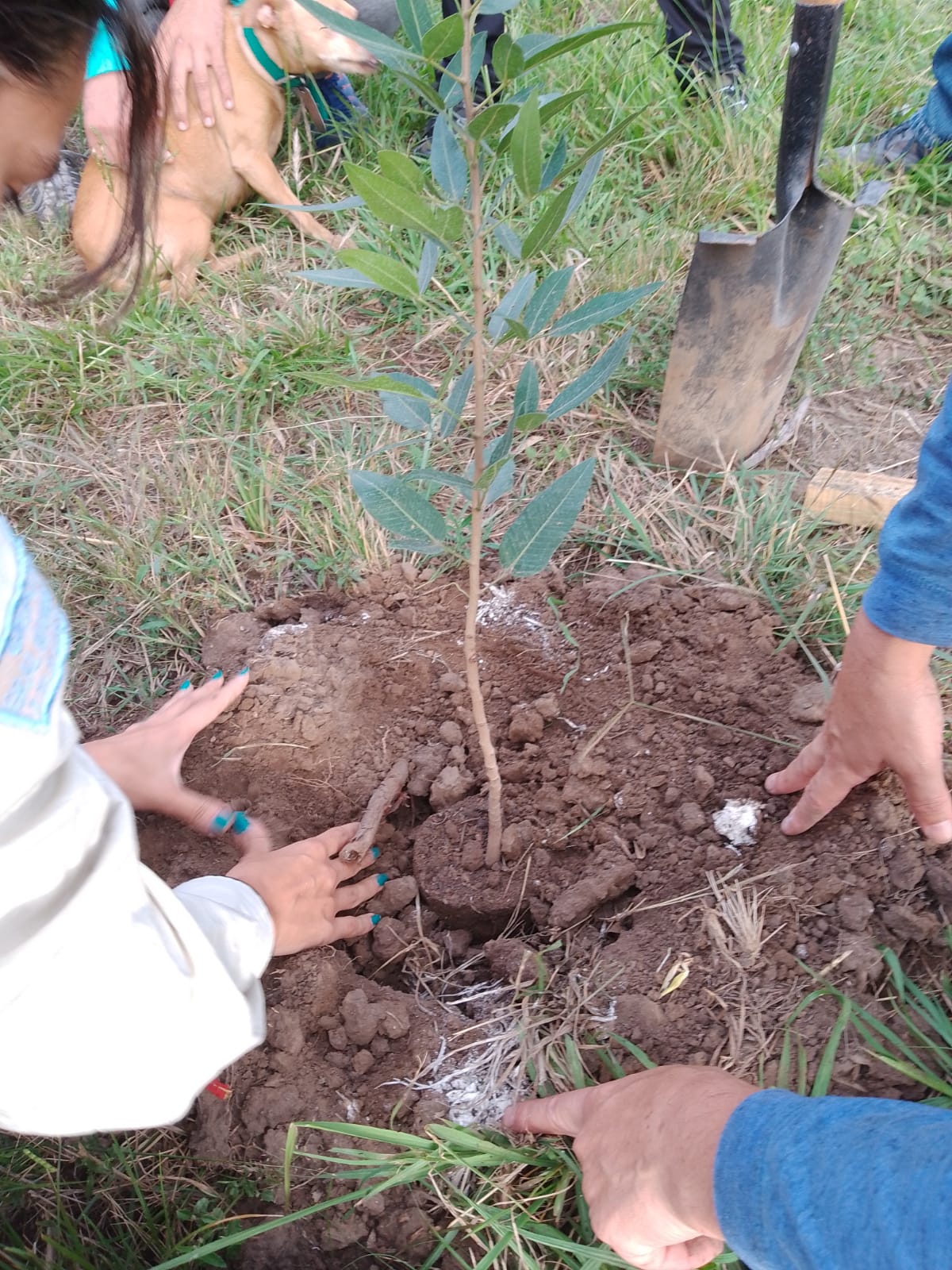 SE REALIZ&Oacute; EL PASADO S&Aacute;BADO LA SEGUNDA JORNADA DE PLANTACI&Oacute;N DE &Aacute;RBOLES EN EL PREDIO DE FABRICACIONES MILITARES 