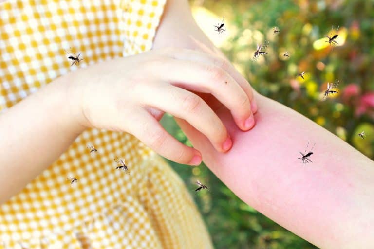 Julieta Petruzzi: no hay que reaplicar los repelentes antes de tiempo