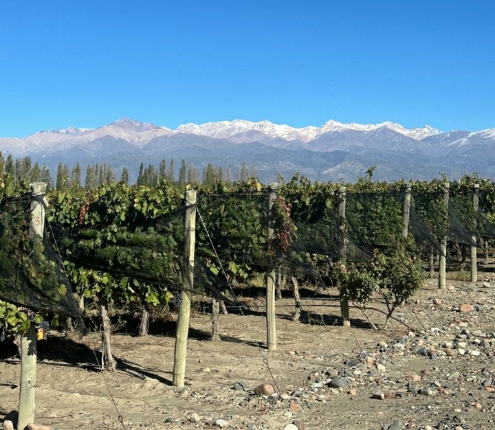 Mariano Di Paola: el clima de Mendoza es perfecto para un Malbec de características diferentes a las que le dieron origen