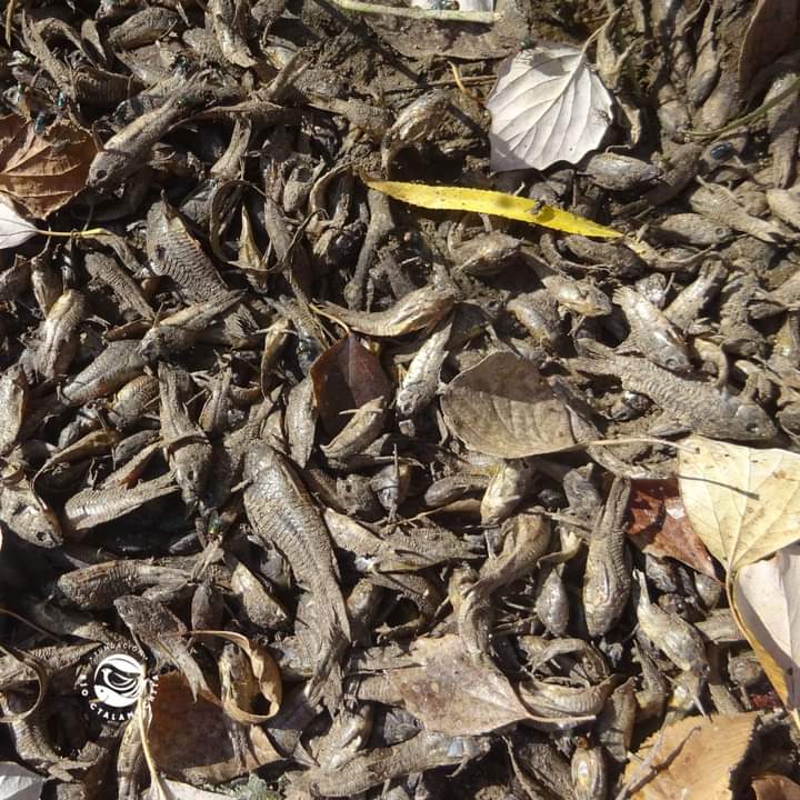 MORTANDAD DE PECES EN EL R&Iacute;O CTALAMOCHITA: UN DESASTRE ECOL&Oacute;GICO SIN PRECEDENTES