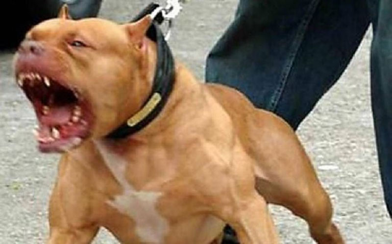 PERROS POTENCIALMENTE PELIGROSOS: A LA ESPERA DE LA REGLAMENTACI&Oacute;N DE LA LEY PROVINCIAL