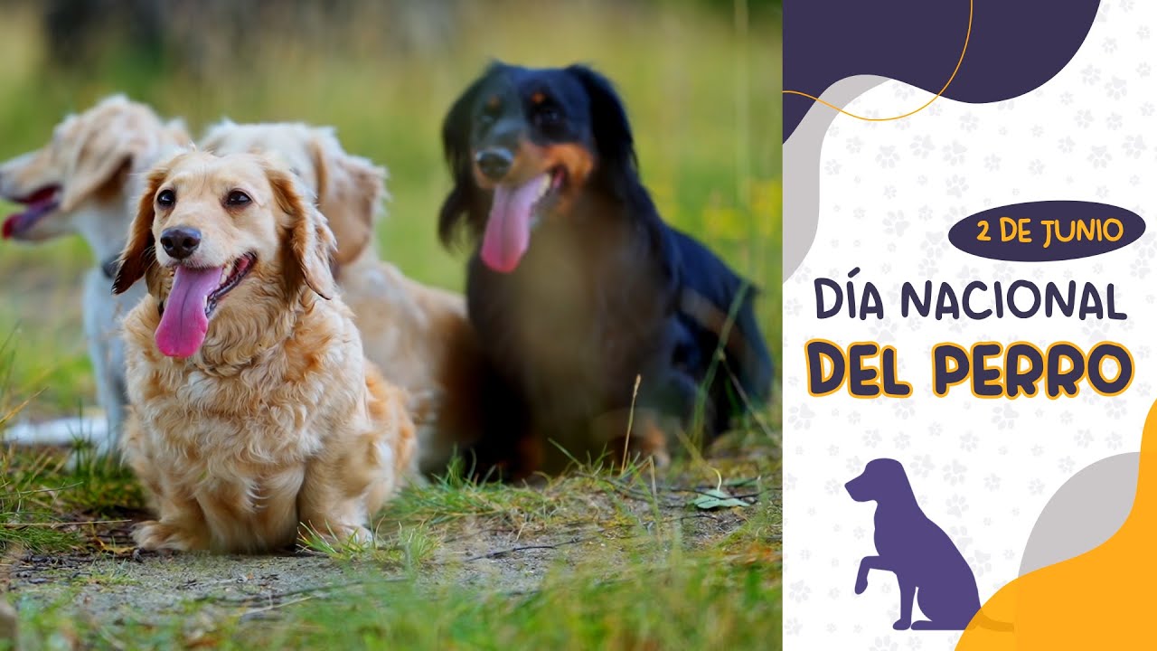 D&Iacute;A NACIONAL DEL PERRO: SERGIO ABRILE ABOG&Oacute; POR LA TENENCIA RESPONSABLE