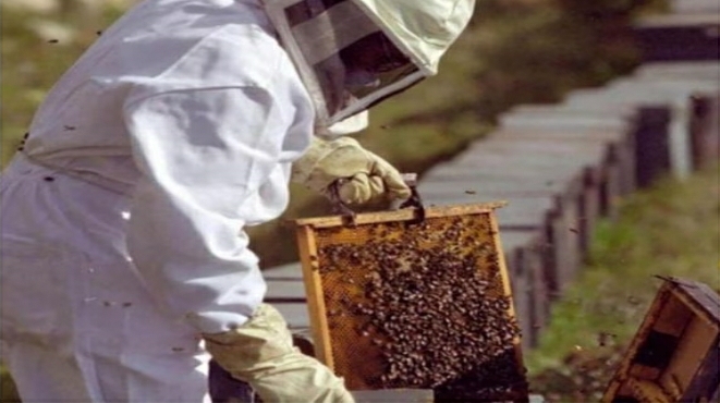 D&Iacute;A NACIONAL DEL APICULTOR: LA IMPORTANCIA DE LAS ABEJAS