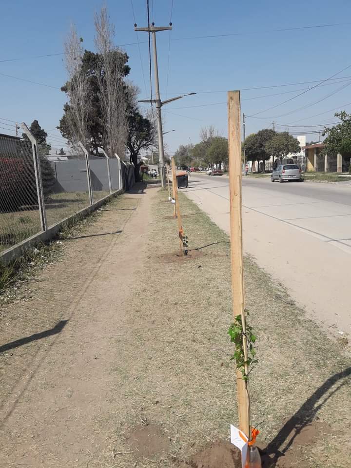ARBOLADO URBANO REALIZA UN CENSO EN DOS BARRIOS DE LA CIUDAD