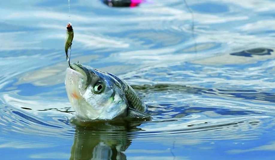 Contaminaci&oacute;n: Alertan por hallazgo de mercurio y ars&eacute;nico en peces del embalse R&iacute;o III