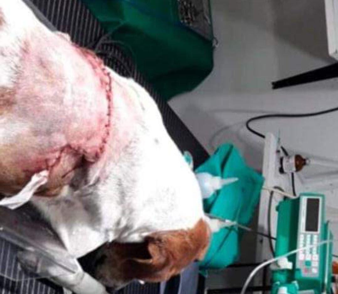 ATAQUE BRUTAL A PERRO: LA INVESTIGACI&Oacute;N QUED&Oacute; A CARGO DEL FISCAL CARBALLO