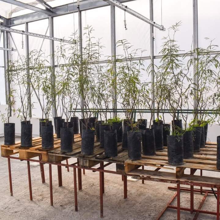 FIRMAN CONVENIO PARA LA ENTREGA DE 1800 &Aacute;RBOLES DONADOS POR LA PROVINCIA 