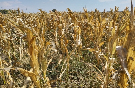 EL GOBIERNO PRORROG&Oacute; LA EMERGENCIA Y/O DESASTRE AGROPECUARIO