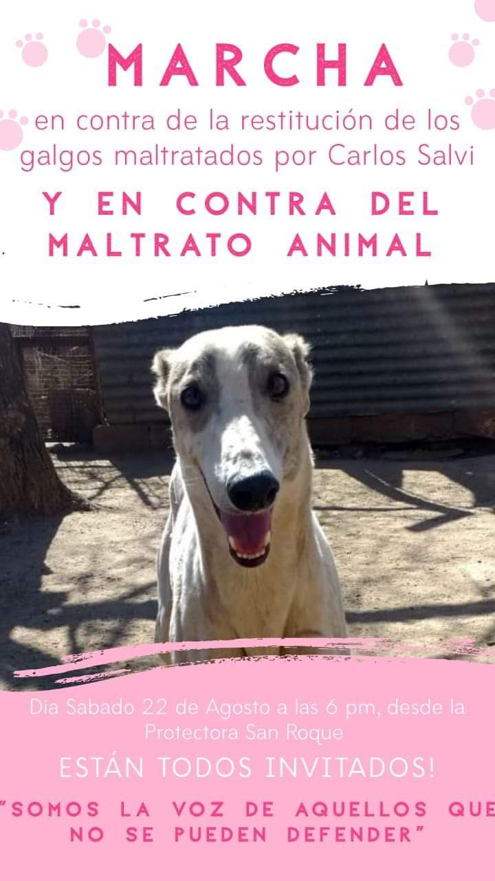 Alicia Carlisi (Protectora de Animales) "nosotros le pedimos a la justicia que no se restituyan los animales a su antiguo due&ntilde;o"