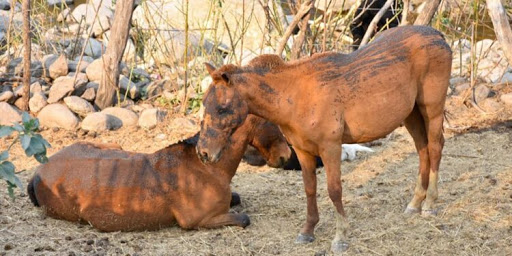 Romina Castillo: Realiza colecta para curar los animales afectados en los incendios