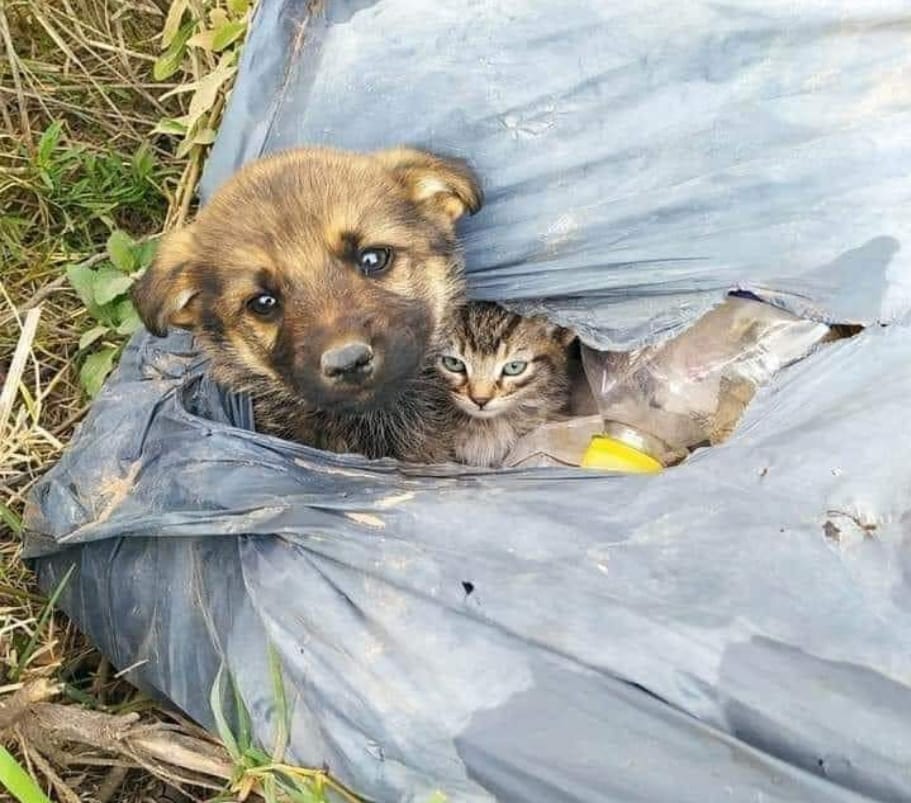 Aumenta el maltrato animal en R&iacute;o Tercero y  el escrache social demuestra que ya no se tolera el da&ntilde;o gratuito hacia nadie