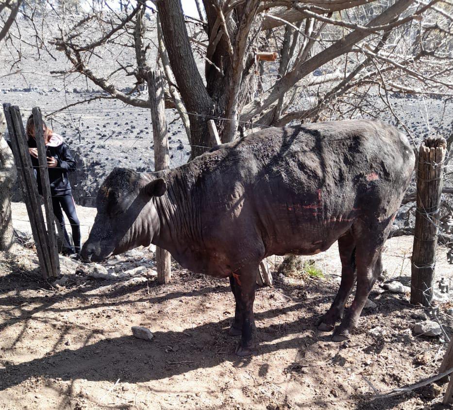 NOTICIAS + IVA: SITUACI&Oacute;N DE LOS ANIMALES POR LOS INCENDIOS 
