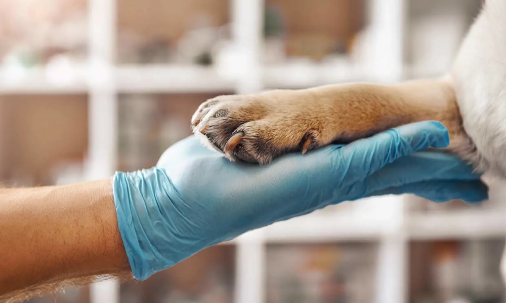 LUCIO PRIOTTI: PARA SER VETERINARIO HAY QUE TENER PERSONALIDAD DE QUERER AYUDAR A OTROS