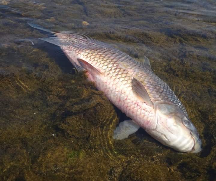 Dar&iacute;o Dichiara (Fundaci&oacute;n Rio Ctalamuchita):"queremos alertar a la gente que no se fomente esta pr&aacute;ctica y que no se consuman&rdquo;