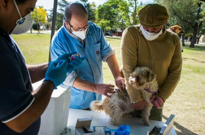 SILVINA CISNEROS: LA 2&deg; ETAPA DE LA VACUNACI&Oacute;N ANTIRRABICA ES EN LOS BARRIOS QUE NO SE HAB&Iacute;A IDO 