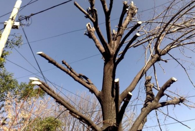 DAYANA PALACIOS: FINALIZ&Oacute; LA &Eacute;POCA DE PODA