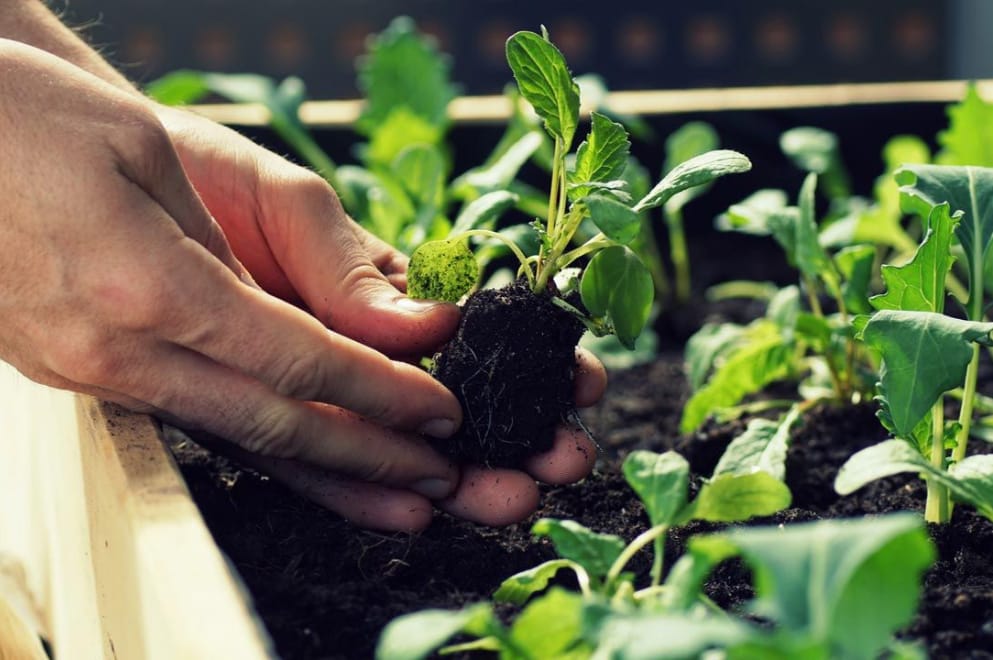 HUERTA EN TU HOGAR: C&Oacute;MO INSCRIBIRSE PARA RECIBIR LAS SEMILLAS DE LA TEMPORADA PRIMAVERA-VERANO