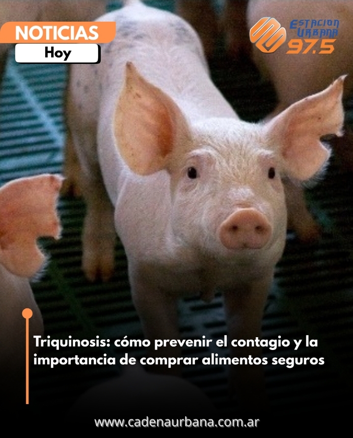 Triquinosis: cómo prevenir el contagio y la importancia de comprar alimentos seguros