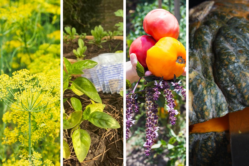 HUERTA EN TU HOGAR: C&Oacute;MO SOLICITAR LAS SEMILLAS PRIMAVERA-VERANO