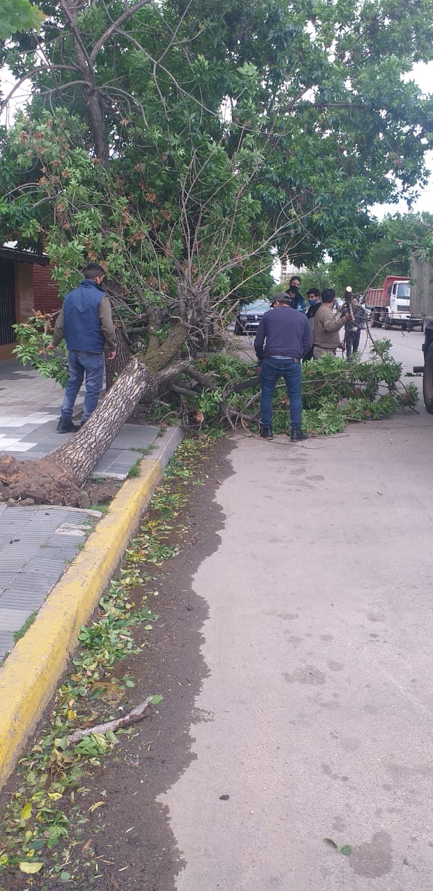Diego Carinci (Director de Defensa Civil):&ldquo;Fueron 20 plantas ca&iacute;das o da&ntilde;adas, plantas que se han ca&iacute;do gajos, 3 postes de madera, 3 cables ca&iacute;das, la protecci&oacute;n de una obra en construcci&oacute;n&rdquo;